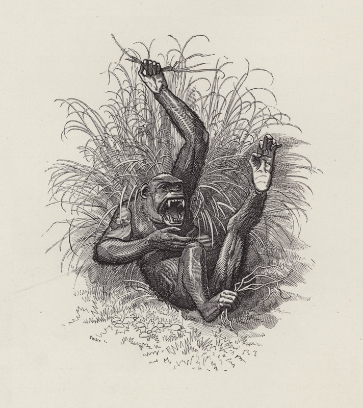 Illustration for The Water-Babies by Charles Kingsley by Edward Linley (after) Sambourne