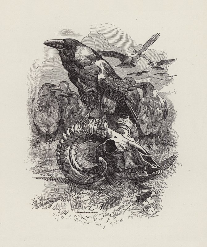 Illustration for The Water-Babies by Charles Kingsley by Edward Linley (after) Sambourne