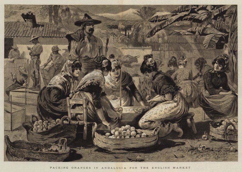 Packing Oranges in Andalusia for the English Market by Edwin Buckman