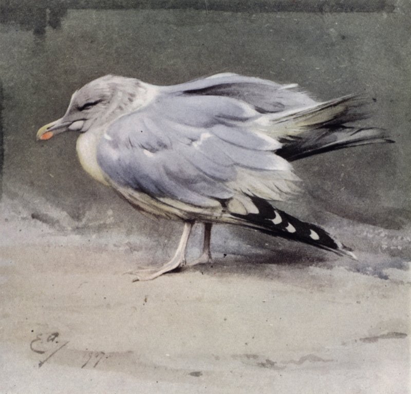 Sick Herring Gull by Edwin John Alexander