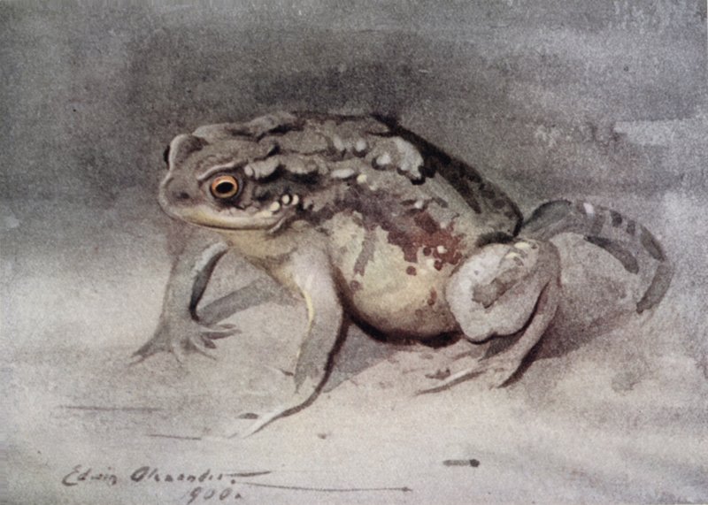 Toad by Edwin John Alexander