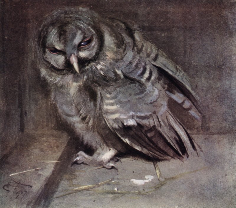 Young Brown Owl by Edwin John Alexander