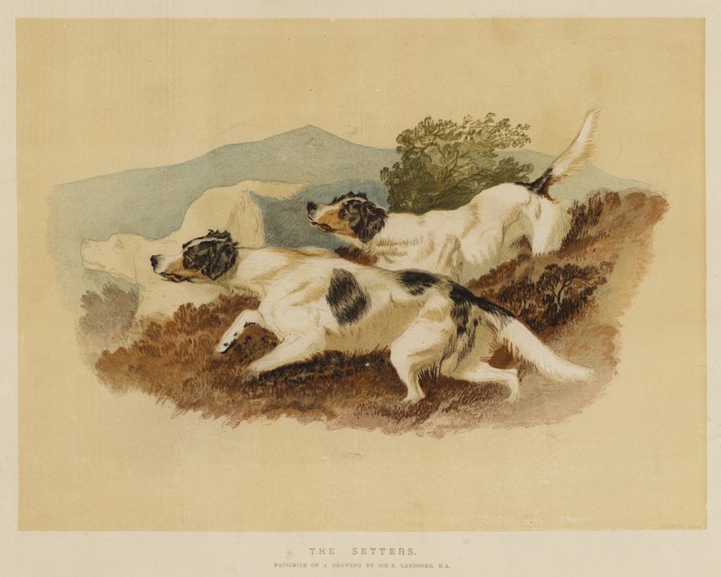 The Setters by Edwin Landseer