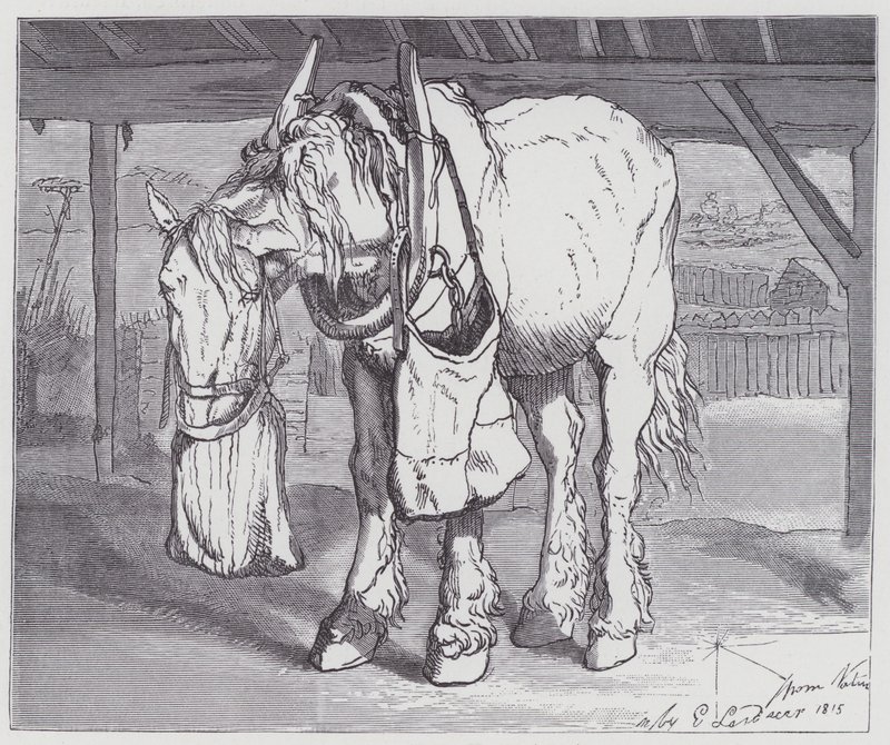 A Cart Horse by Edwin (after) Landseer