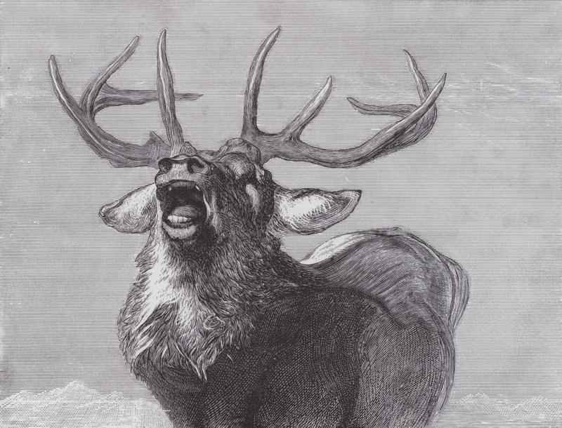 A Challenge by Edwin (after) Landseer