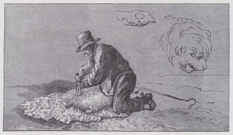 Sheep-shearing by Edwin (after) Landseer