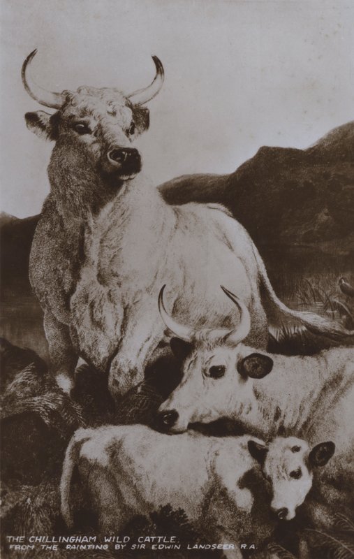 The Chillingham Wild Cattle by Edwin (after) Landseer