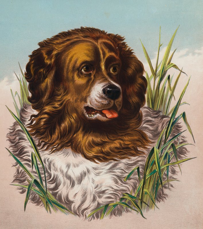 The Newfoundland by Edwin (after) Landseer
