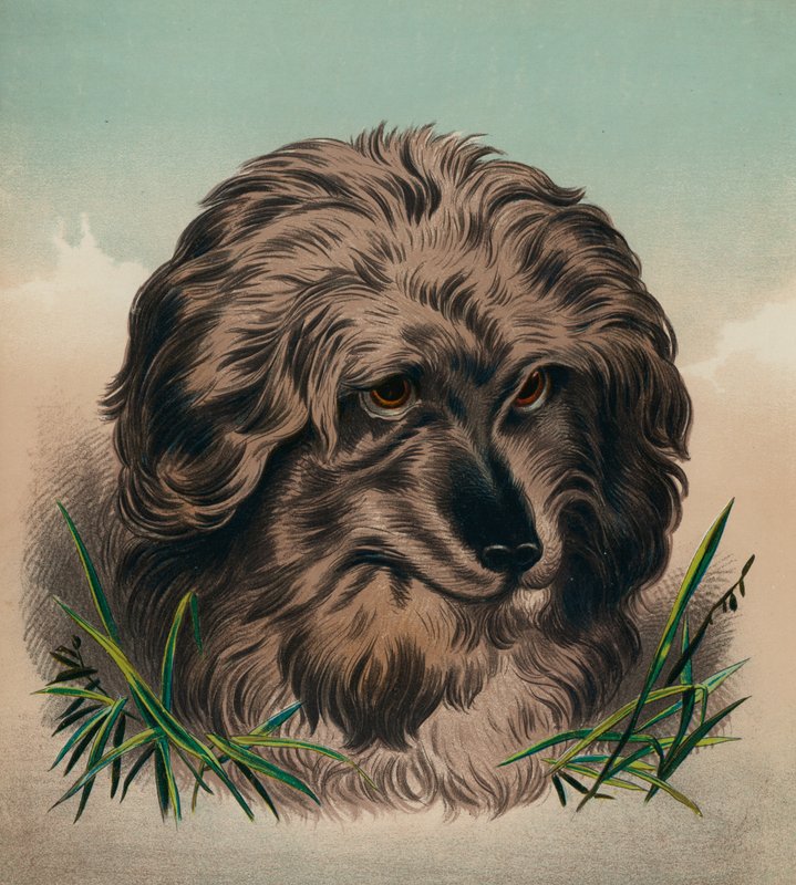 The Skye Terrier by Edwin (after) Landseer