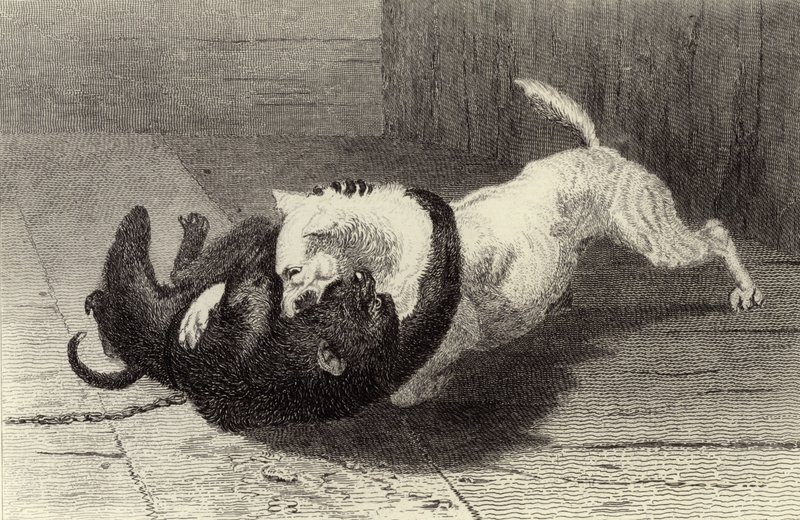 Dog Fighting with Monkey by Edwin Landseer