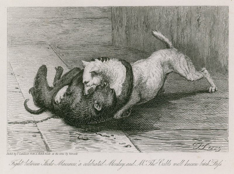 Fight between Jacco Macacco, a celebrated monkey, and Mr Thomas Cubb