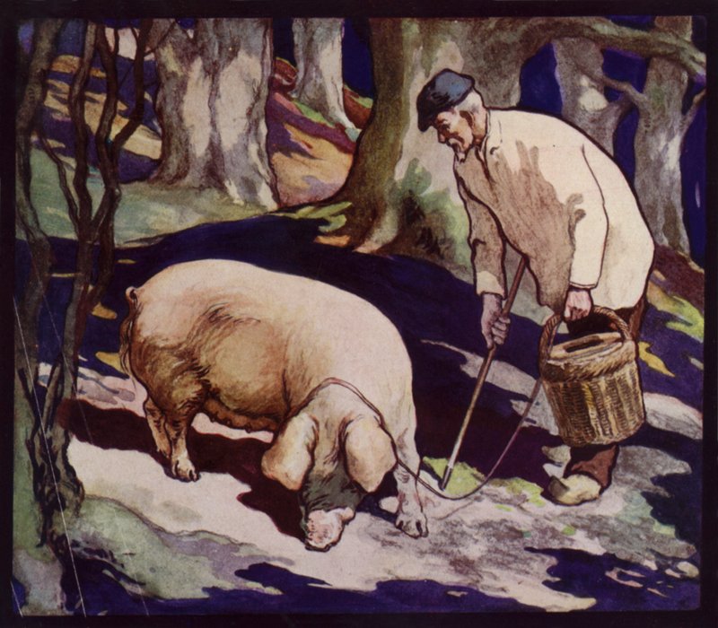 A French Truffle-Hunting Pig by Edwin Noble