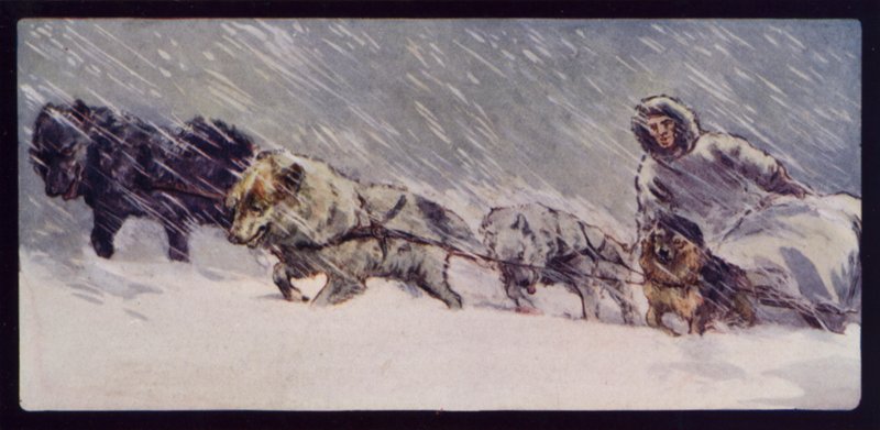 An Esquimaux Sledge Dog Team by Edwin Noble