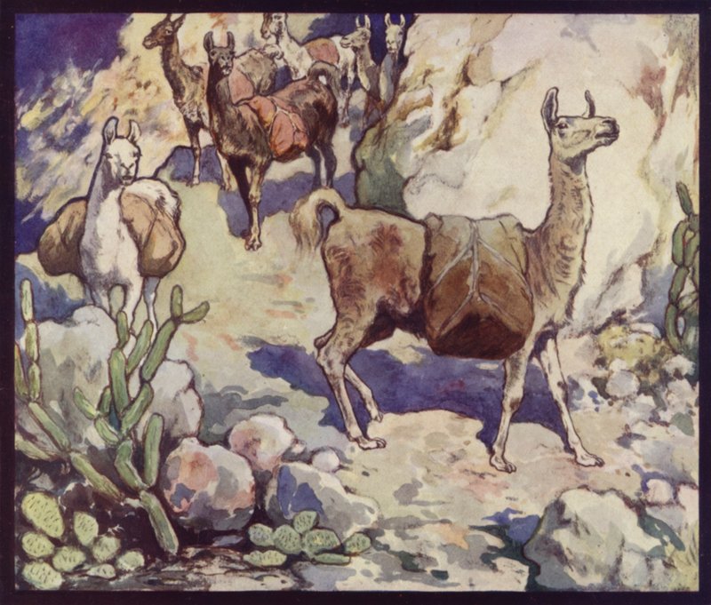 Llamas in the Andes by Edwin Noble