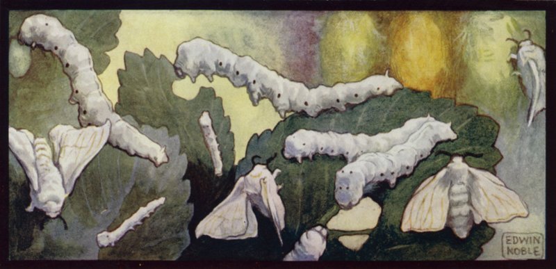 Silkworms and Moths Feeding by Edwin Noble