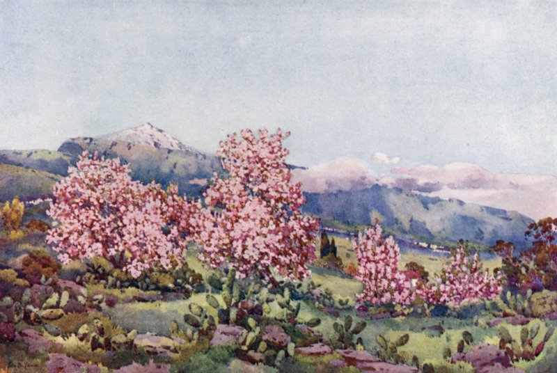 Almond Blossom, Valley of Orotava by Ella Du Cane