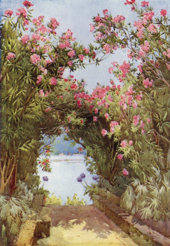 Oleanders, Isola Madre, Lake Maggiore by Ella Du Cane