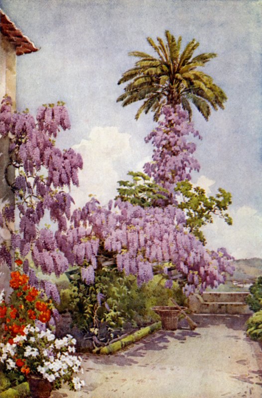 Wistaria, Quinta Da Levada by Ella Du Cane