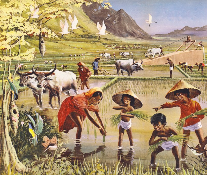 A rice, or paddy, field in Malaya by English School