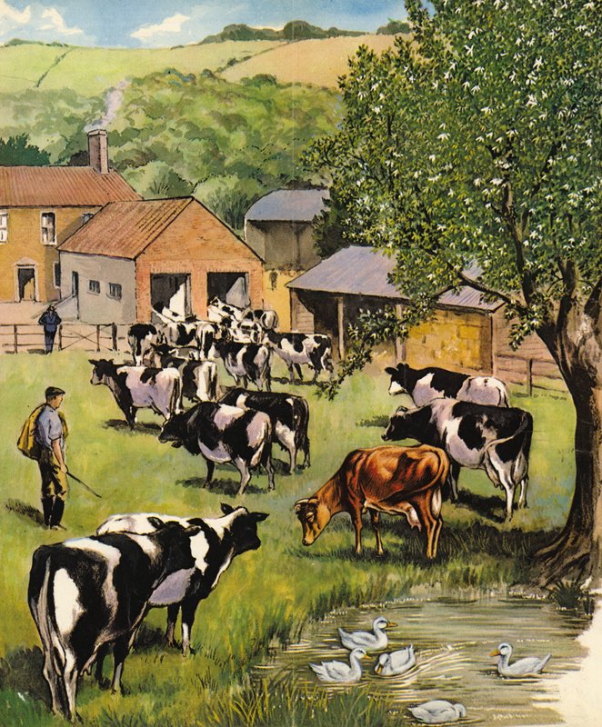 Dairy farm, England, 1960s by English School