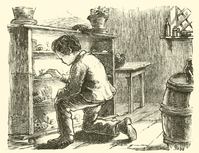 Edward Forbes, arranging his miniature museum by English School