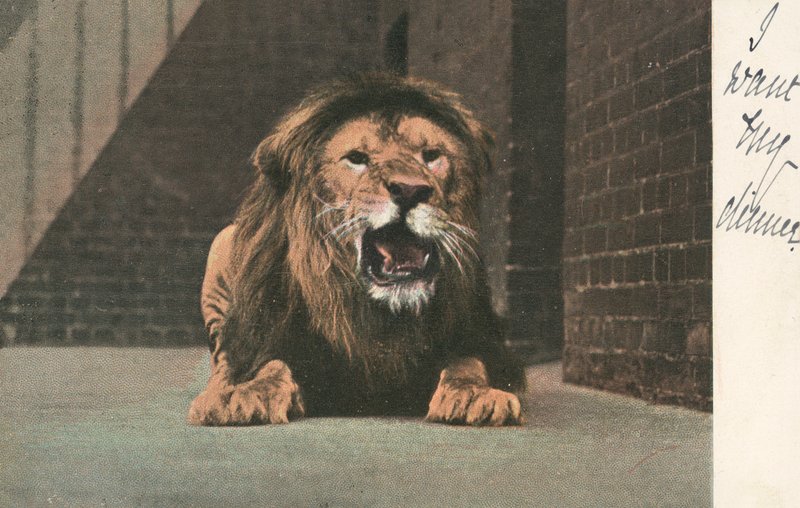 Lion in zoo, growling by English School