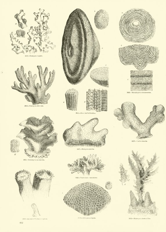 Page from The Pictorial Museum of Animated Nature by English School