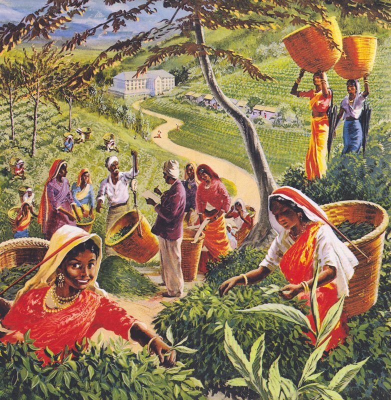 Tea plantation in Ceylon, 1960s by English School