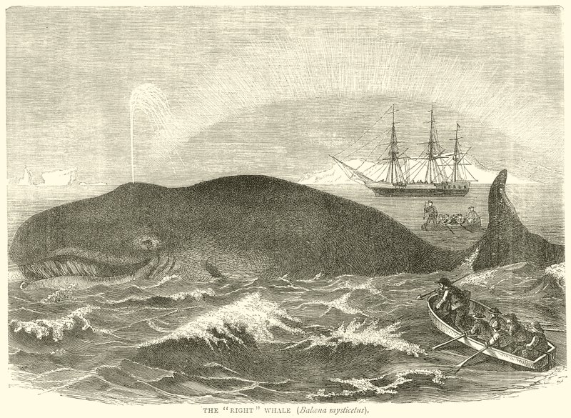 The Right Whale (Balaena Mysticetus) by English School