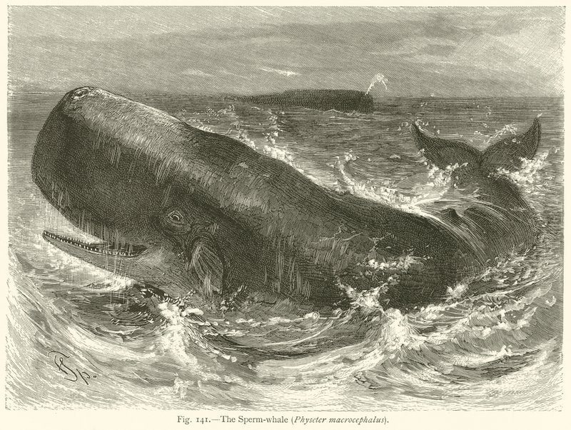 The Sperm-Whale (Physeter Macrocephalus) by English School