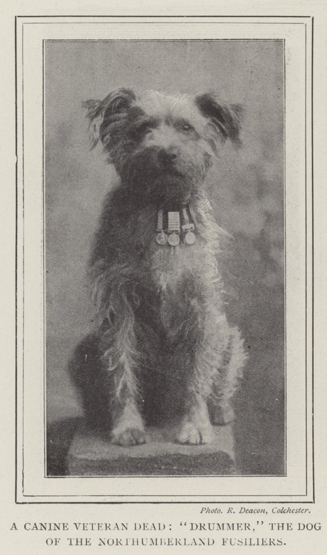 A Canine Veteran Dead, Drummer, the Dog of the Northumberland Fusiliers by English Photographer