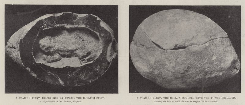 A Toad in Flint by English Photographer