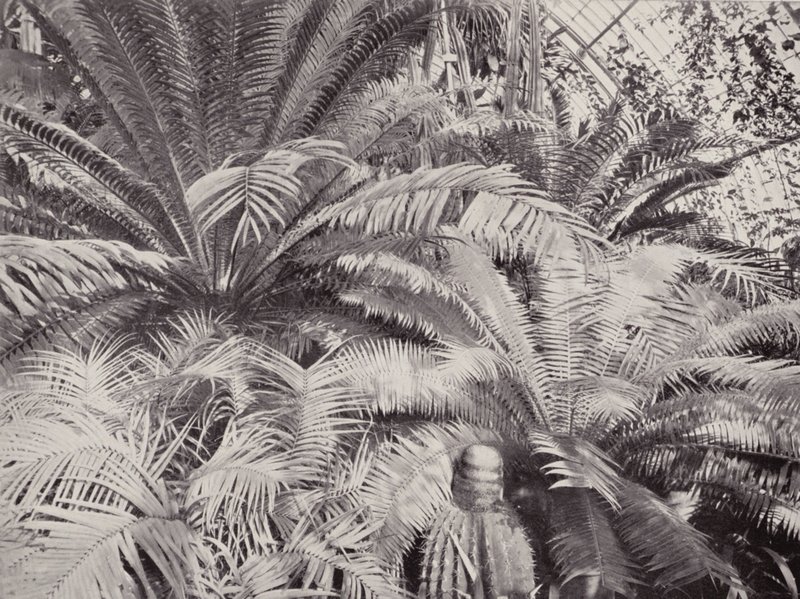 A Group of Cycads in the Palm House at Kew by English Photographer