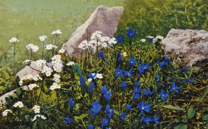 Alpine flowers: Androsace Chamaejasme and Gentiana Pumila by English Photographer
