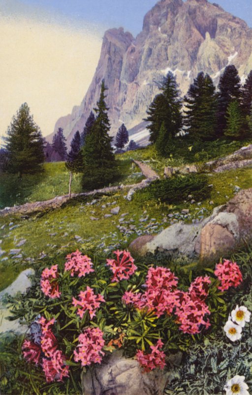 Alpine flowers: Daphne Striata with Dryas Octopetala (on right) by English Photographer