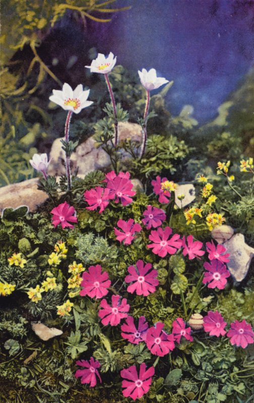 Alpine flowers: Draba Aizoides with Primula Minima (centre) and Anemone Baldensis (back) by English Photographer