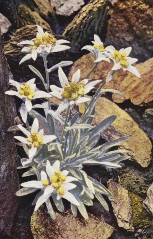 Alpine flowers: Edelweiss, Leontopodium Alpinum by English Photographer