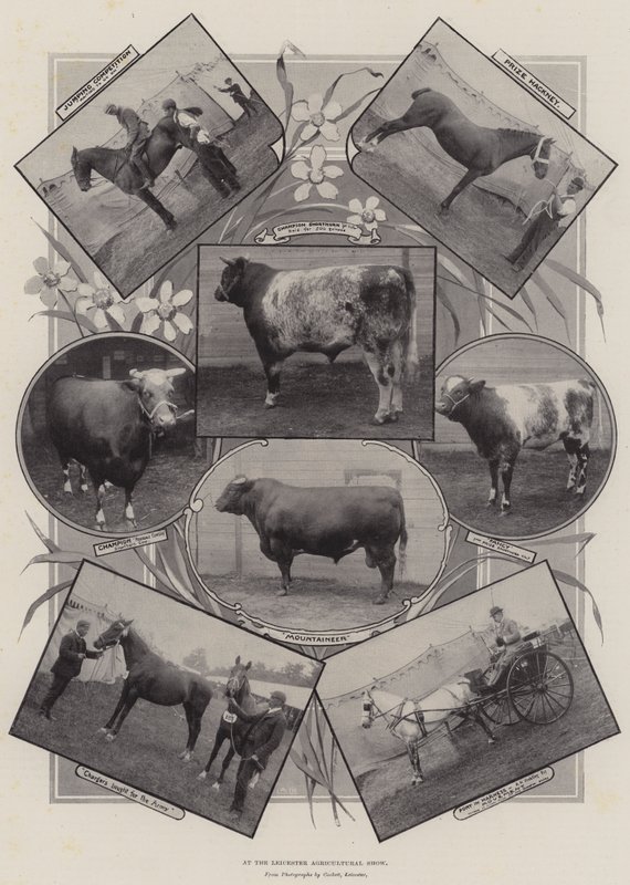 At the Leicester Agricultural Show by English Photographer