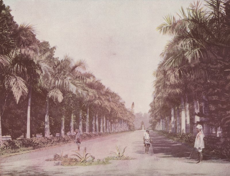 Avenue of Palms, Botanical Gardens, Calcutta by English Photographer