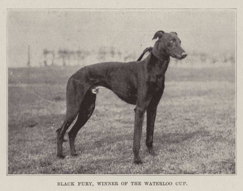 Black Fury, Winner of the Waterloo Cup by English Photographer