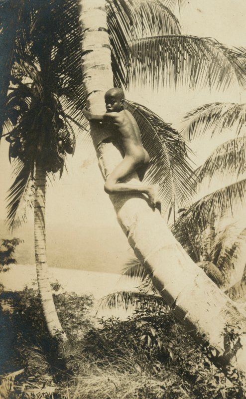 Boy climbing a tree, Constant Bay, Jamaica by English Photographer