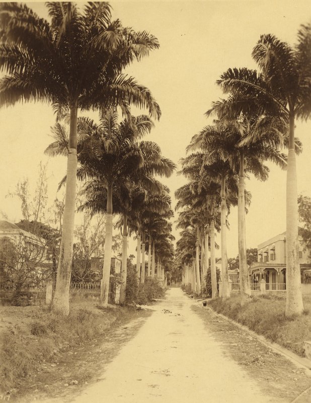 Bridgetown, Barbados, An Avenue of Palms by English Photographer