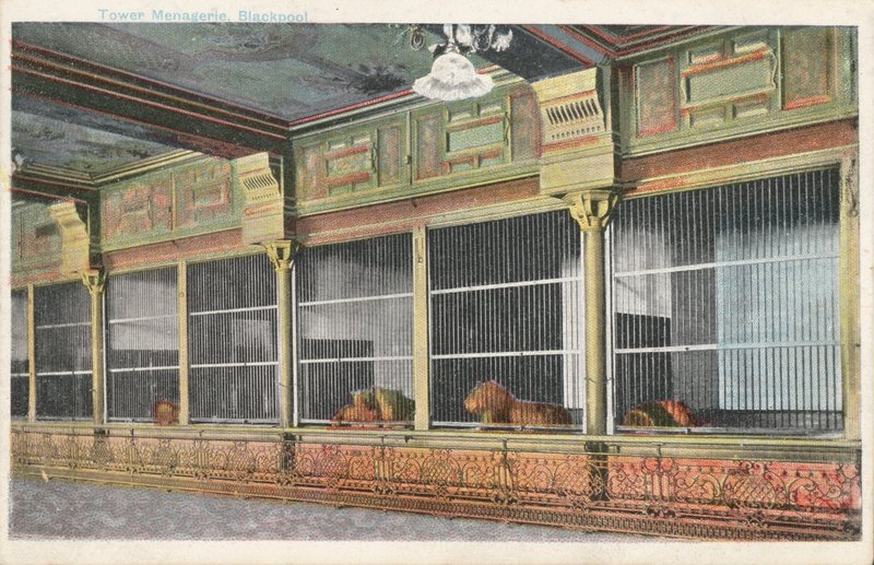 Caged lions in the Tower Menagerie, Blackpool, Lancashire by English Photographer