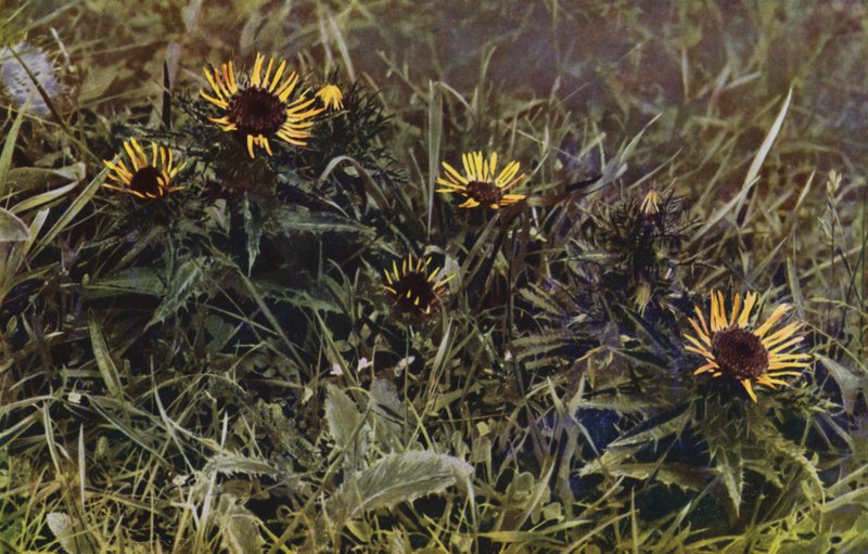 Carline Thistles by English Photographer