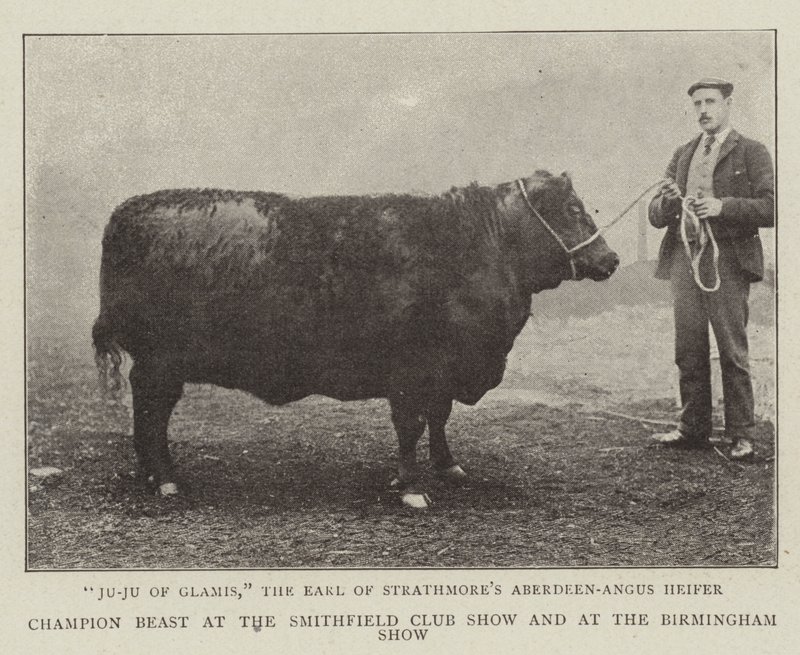 Champion Beast at the Smithfield Club Show and at the Birmingham Show by English Photographer