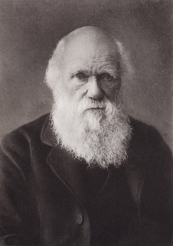 Charles Darwin, portrait, c 1880 by English Photographer