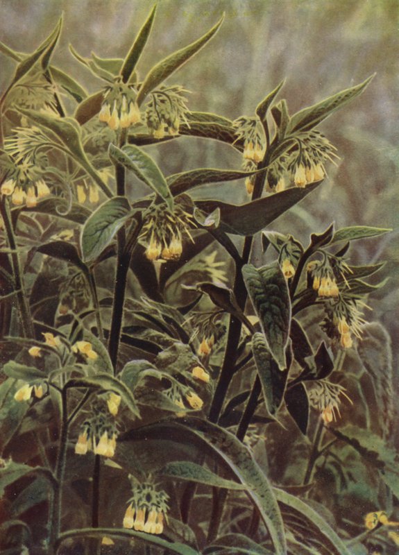 Comfrey by English Photographer