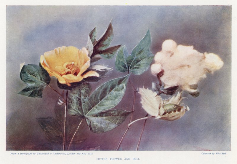 Cotton Flower and Boll by English Photographer