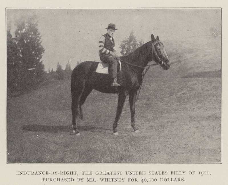Endurance-by-Right, the Greatest United States Filly of 1901, purchased by Mr Whitney for 40,000 Dollars by English Photographer