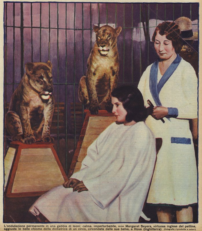 English hairdresser Margaret Seyers calmly doing the hair of a circus lion tamer, watched by her animals, Hove, Sussex by English Photographer